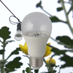 Đèn LED hoa cúc 6W HC A60-6W WR