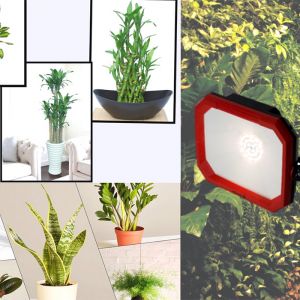 Đèn LED trồng cây trong nhà Rạng Đông CX50W WR-220V